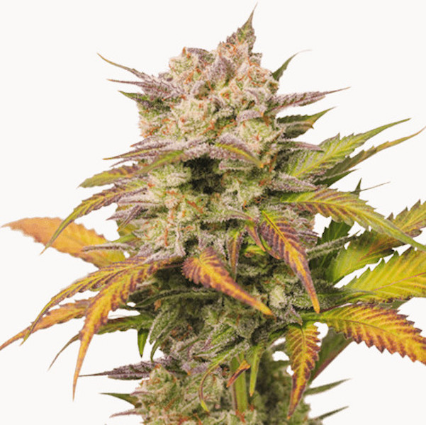 Auto Sweet Bourbon Kush